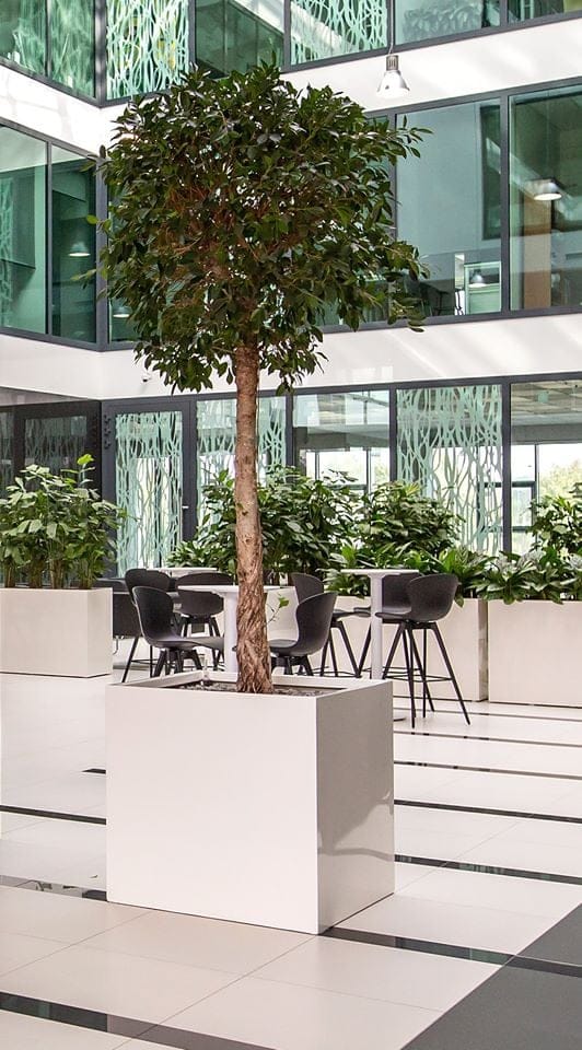 donice białe do biurowca